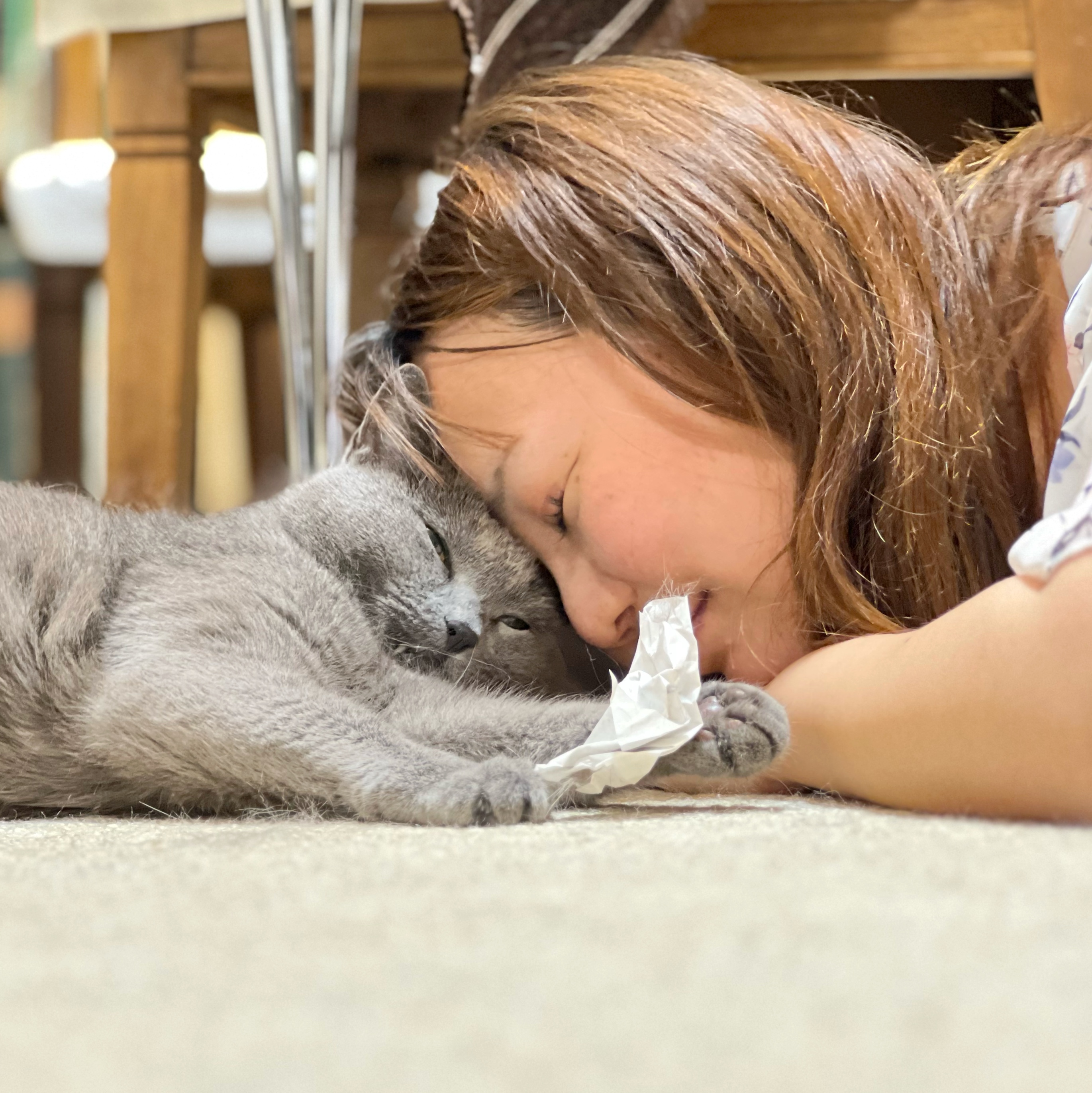 ペットシッターと猫