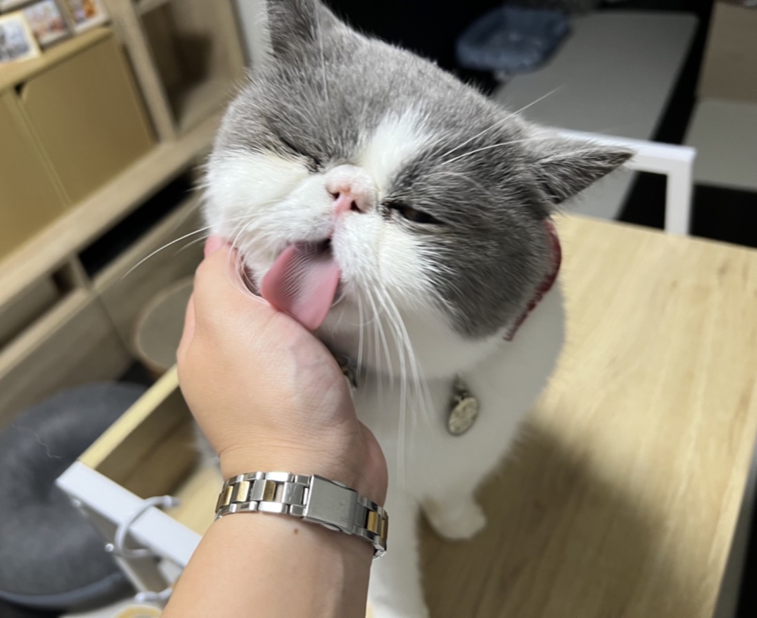 猫シッター 自宅訪問 お世話 | Pet Sitter OASIS