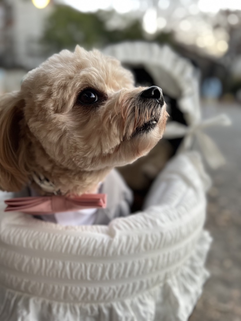 犬シッター お散歩代行 トイプードル ベビーカー | Pet Sitter OASIS
