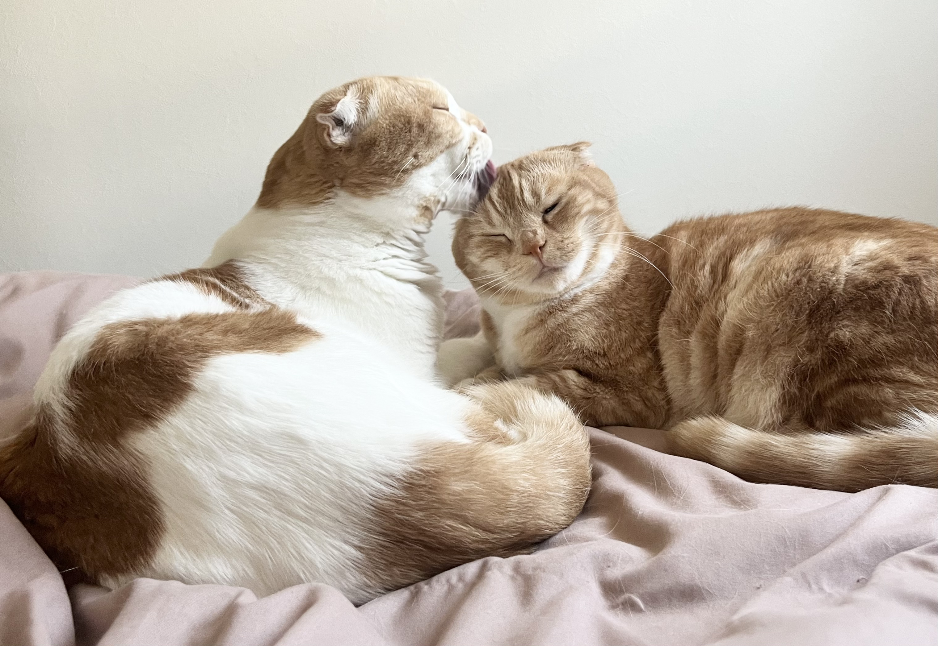 猫シッター 犬シッター 安心安全 恵比寿 渋谷 横浜 | Pet Sitter OASIS