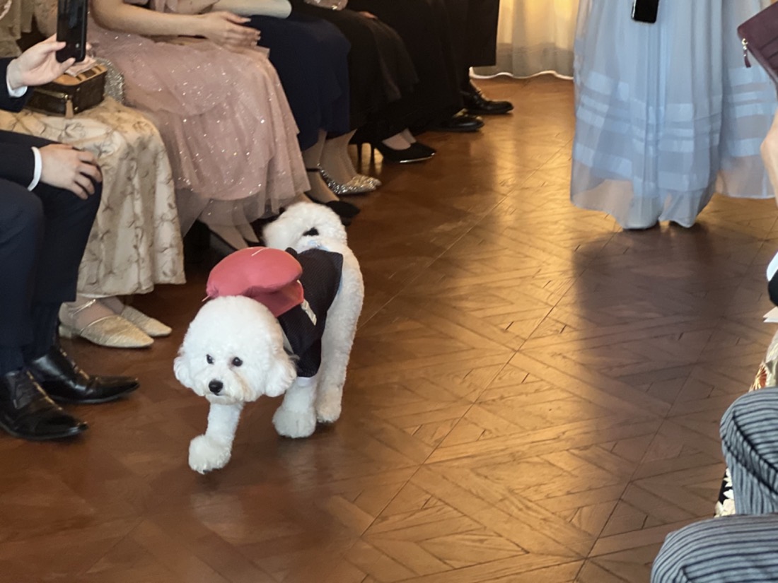 挙式 バージンロードを歩く犬 リングドッグ | Pet Sitter OASIS