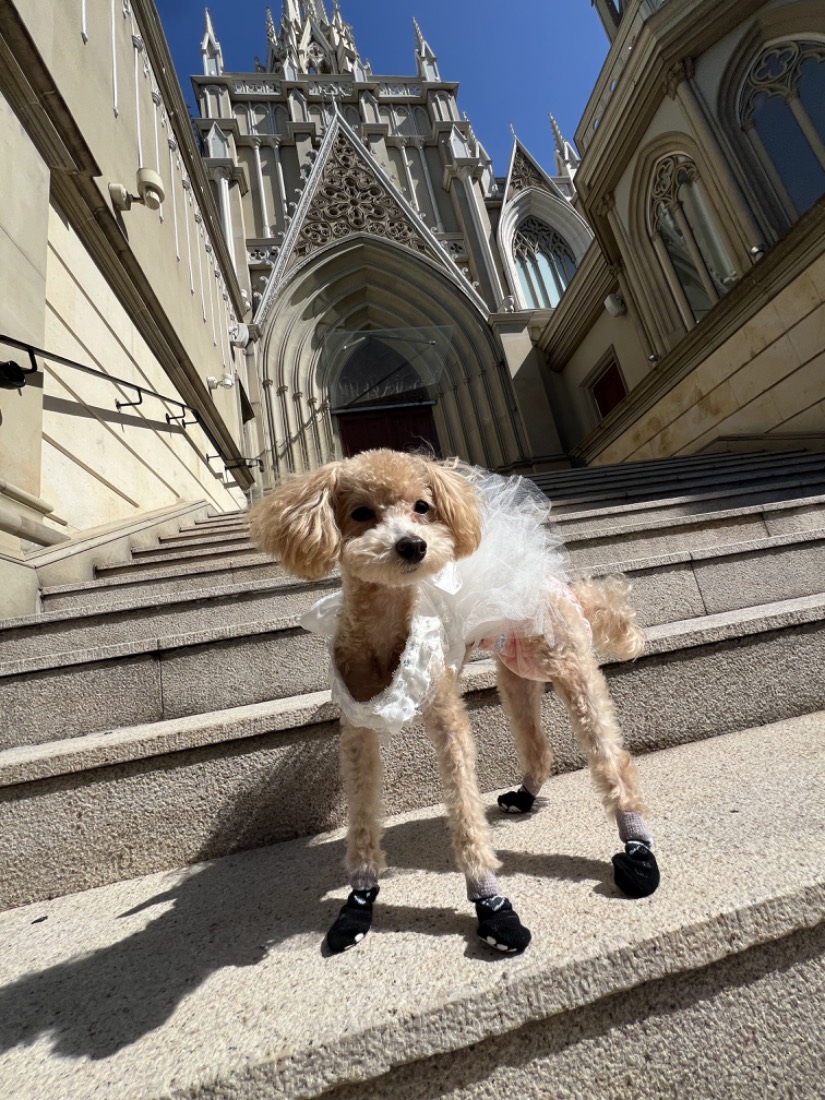 大聖堂の前でウェディングドレスをまとったトイプードル | Pet Sitter OASIS ペットウェディング