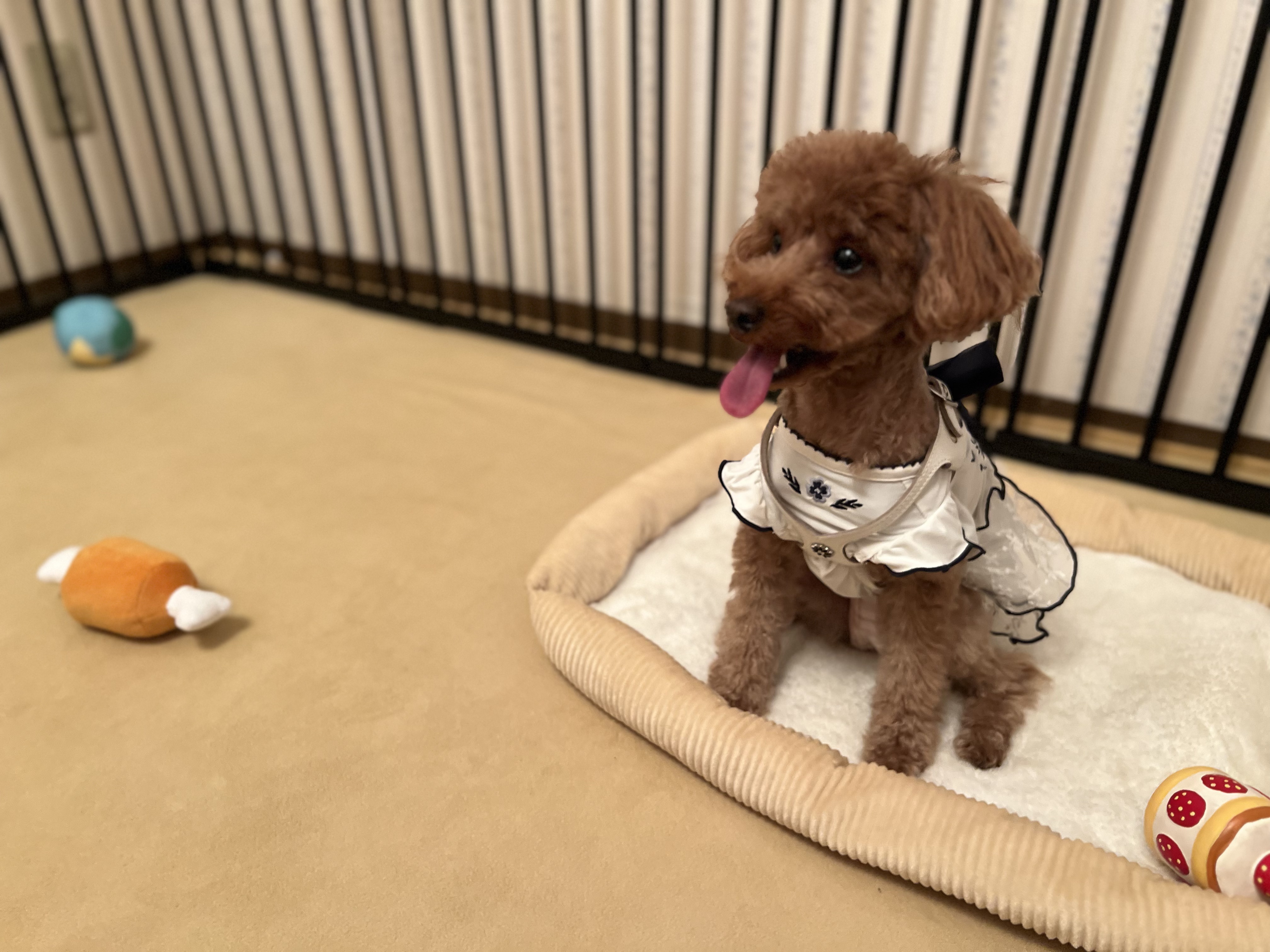 控室のベッドでくつろぐワンちゃん