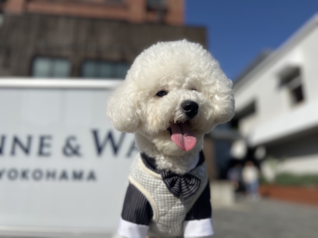 タキシード姿のトイプードル 横浜 | Pet Sitter OASIS ペットウェディング