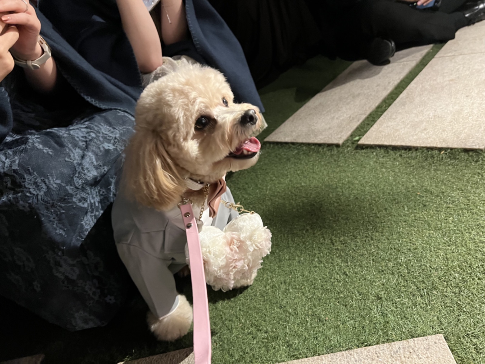 会場でドレス姿のトイプードル | Pet Sitter OASIS
