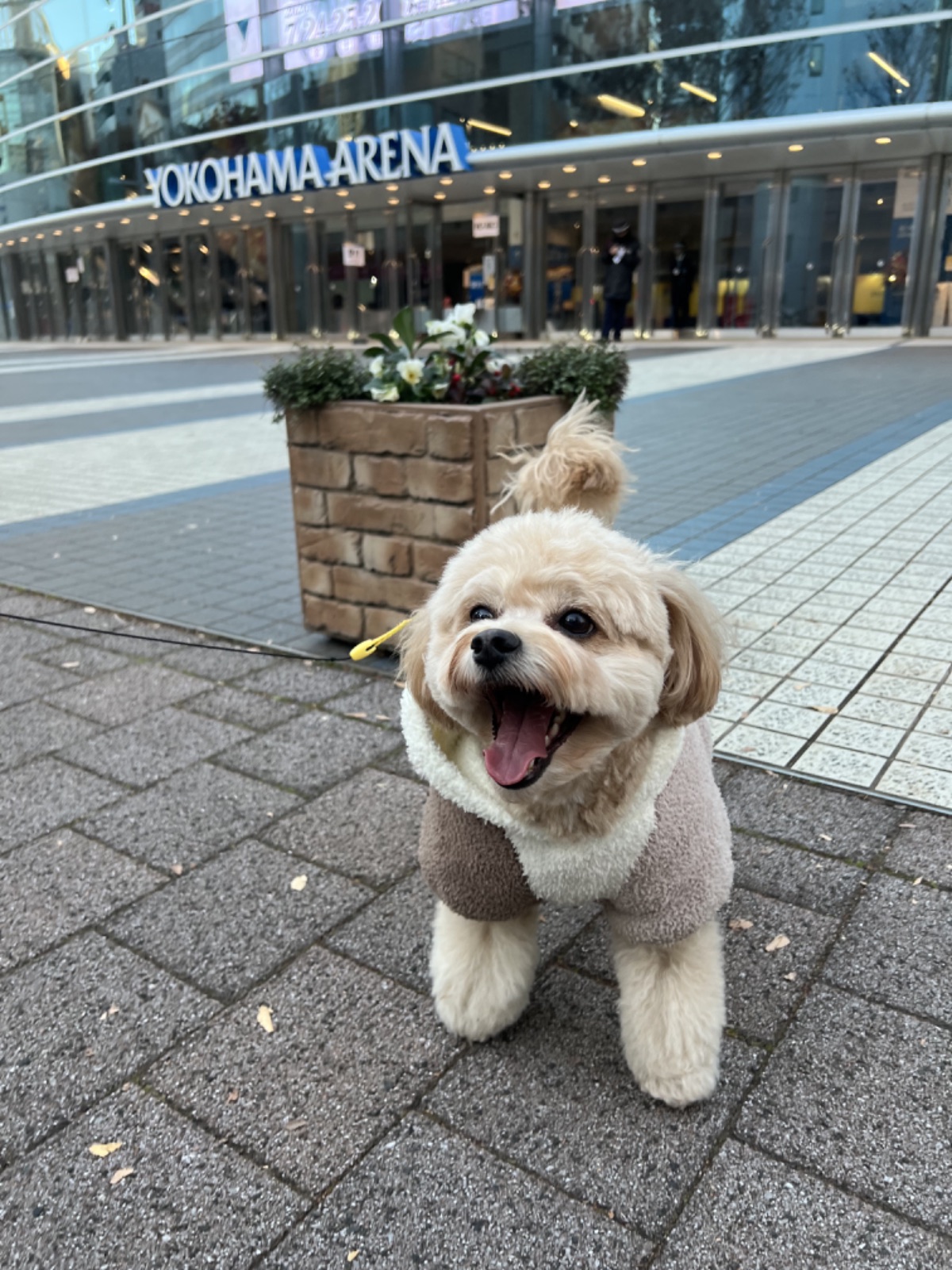 挙式の待機中に横浜アリーナ前をお散歩するトイプードル | Pet Sitter OASIS
