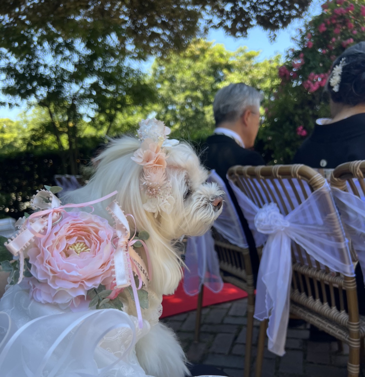 挙式会場でリングを携え新郎新婦を見守る犬 | Pet Sitter OASIS