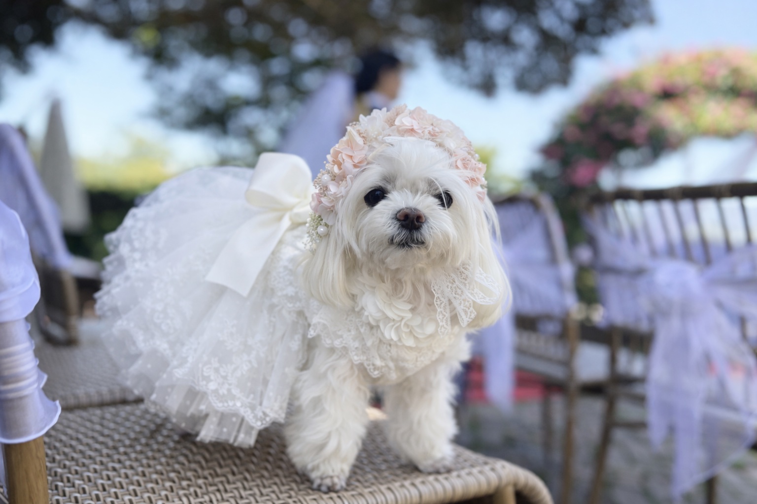 ガーデン挙式でドレスとフラワークラウンをまとった犬 | Pet Sitter OASIS ペットウェディング