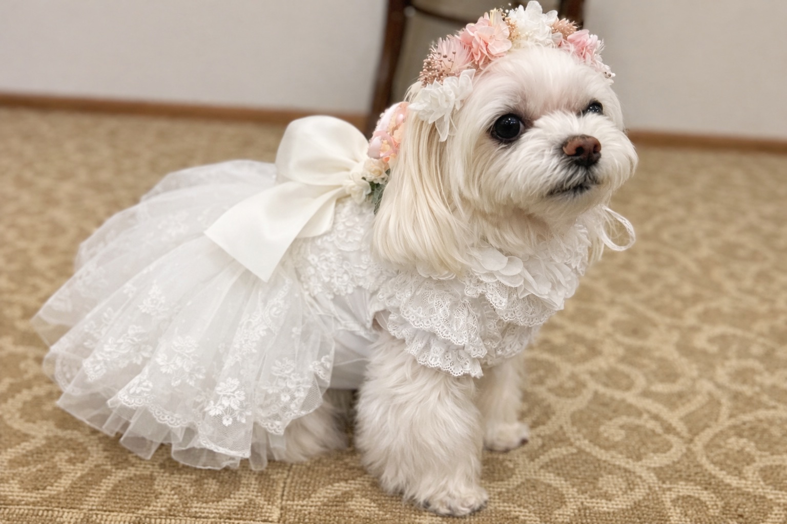 ウェディングドレス姿の犬 | Pet Sitter OASIS ペットウェディング
