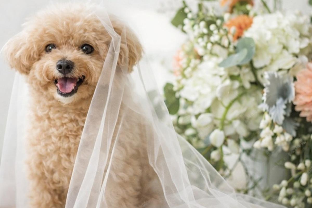 ペットウェディング 前撮り 結婚式 ベール トイプードル | Pet Sitter OASIS